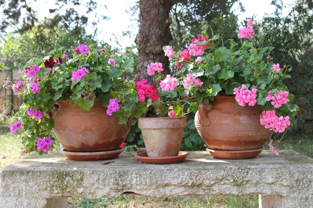 Masseria Gianecchia チステルニーノ エクステリア 写真