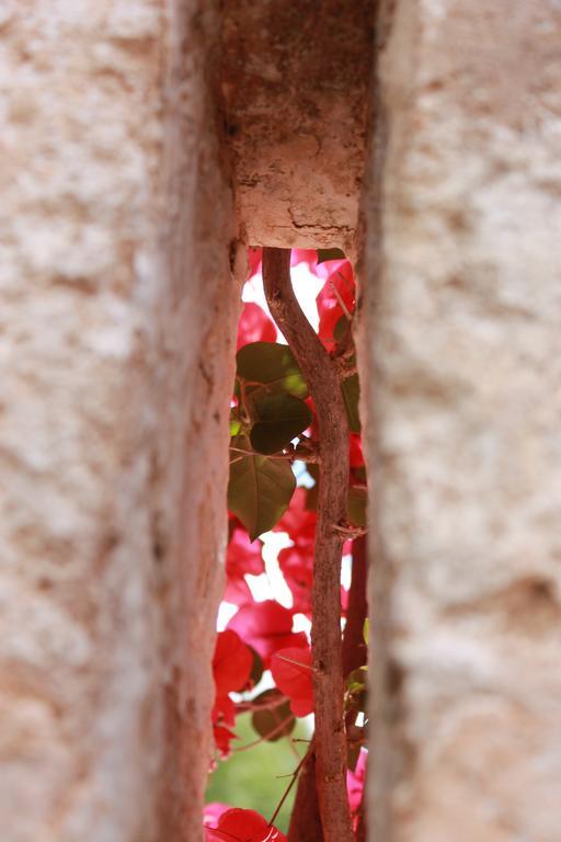 Masseria Gianecchia チステルニーノ エクステリア 写真